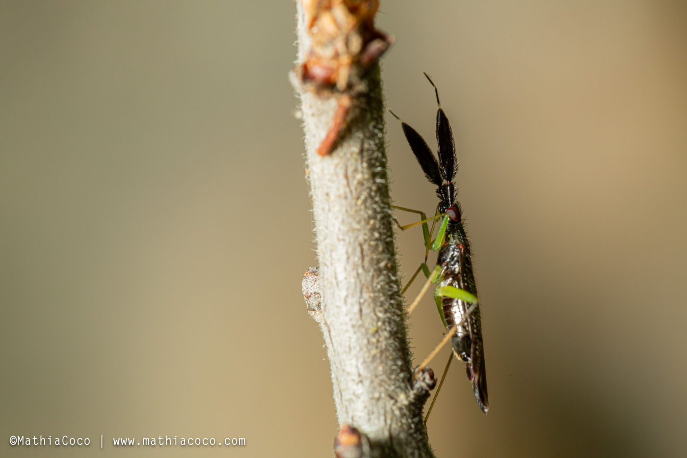 Heterotoma sp